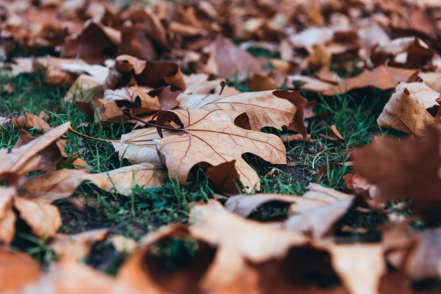 feuilles mortes à l'automne