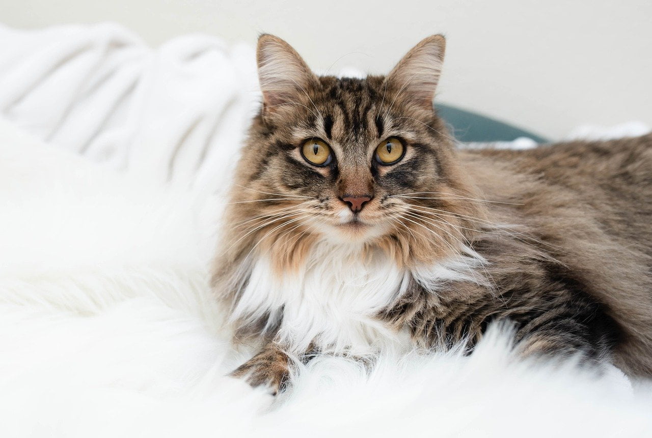 maincoon