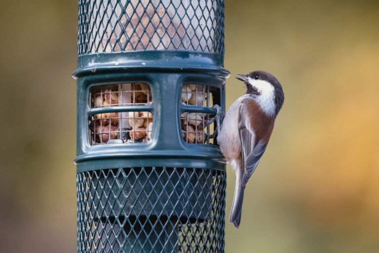 Comment faire venir les oiseaux dans votre jardin