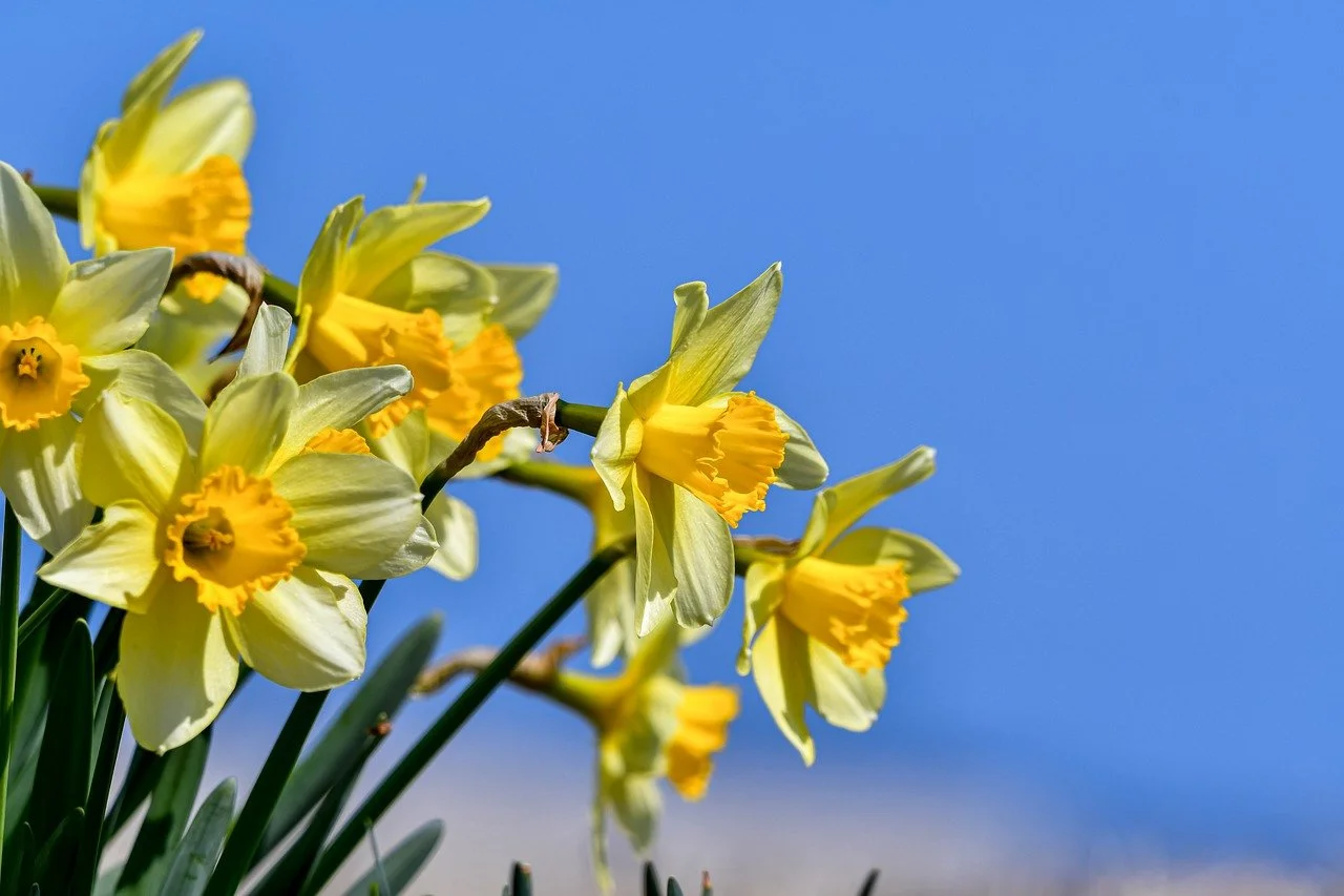 narcisses