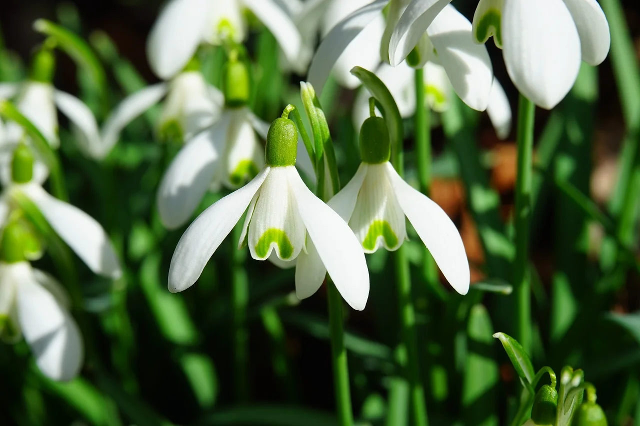 perce-neige