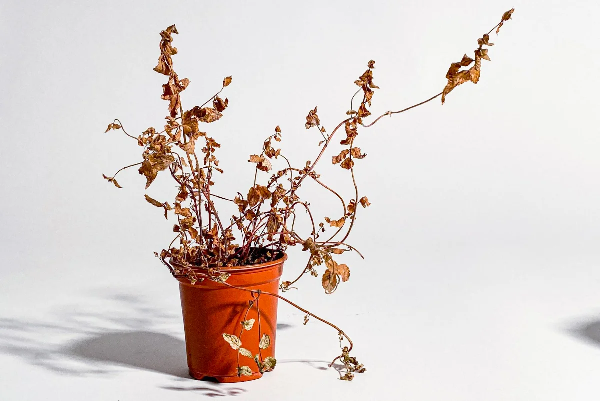 plante en pot morte