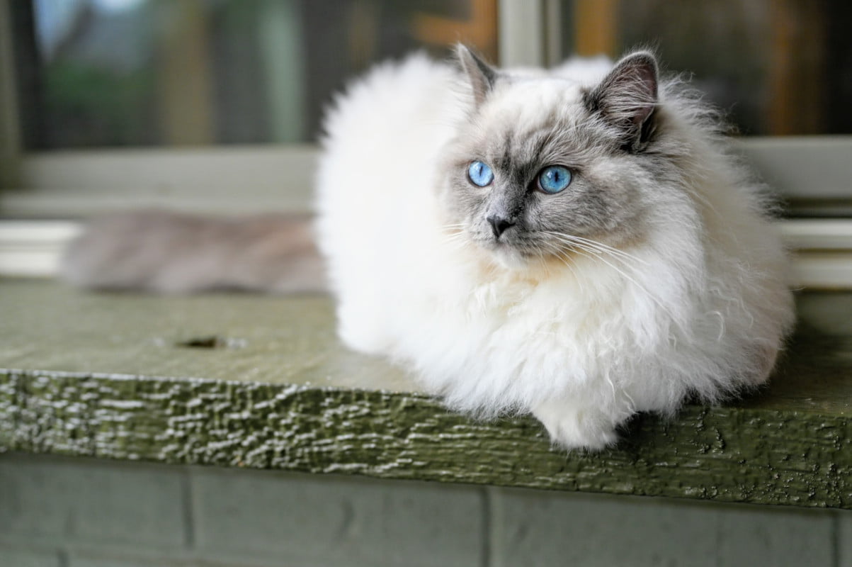 chat ragdoll