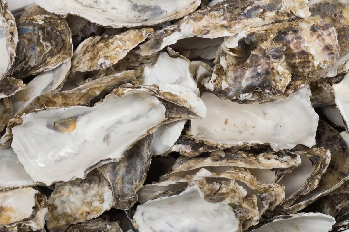 coquilles d'huitres vides à recycler