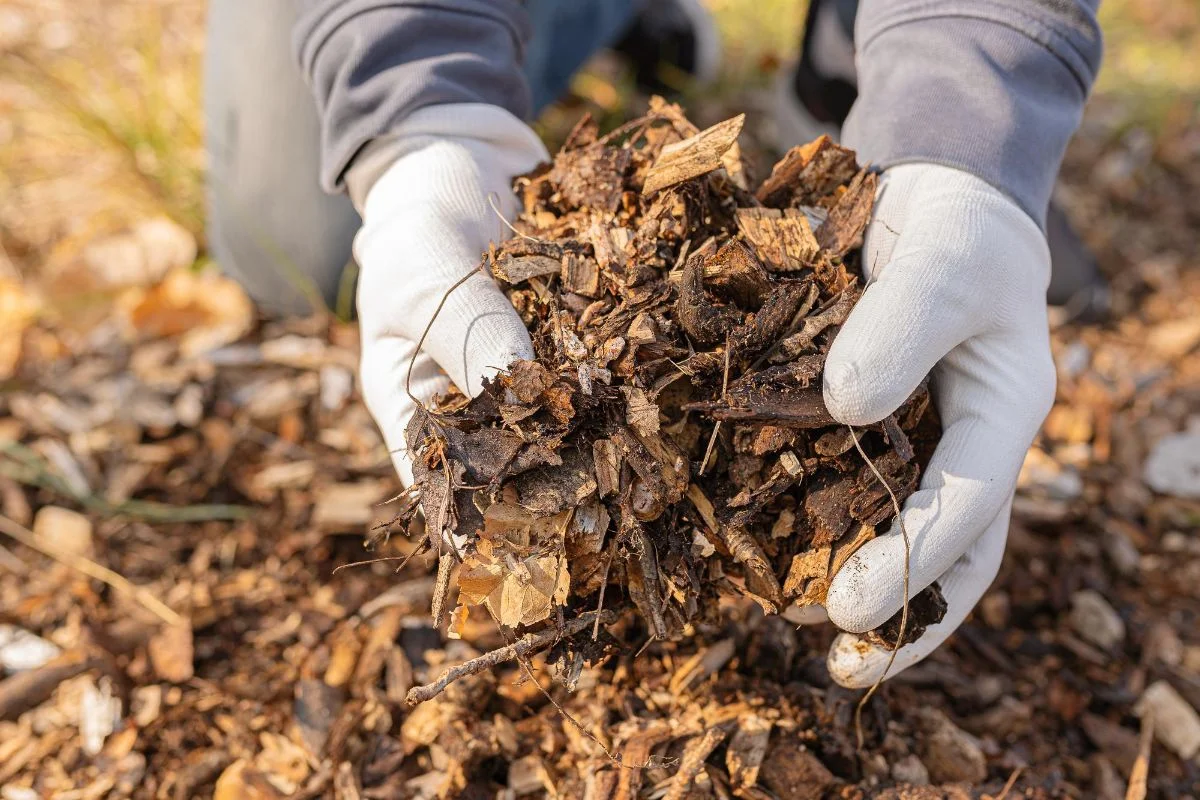 feuilles mortes pour le compostage
