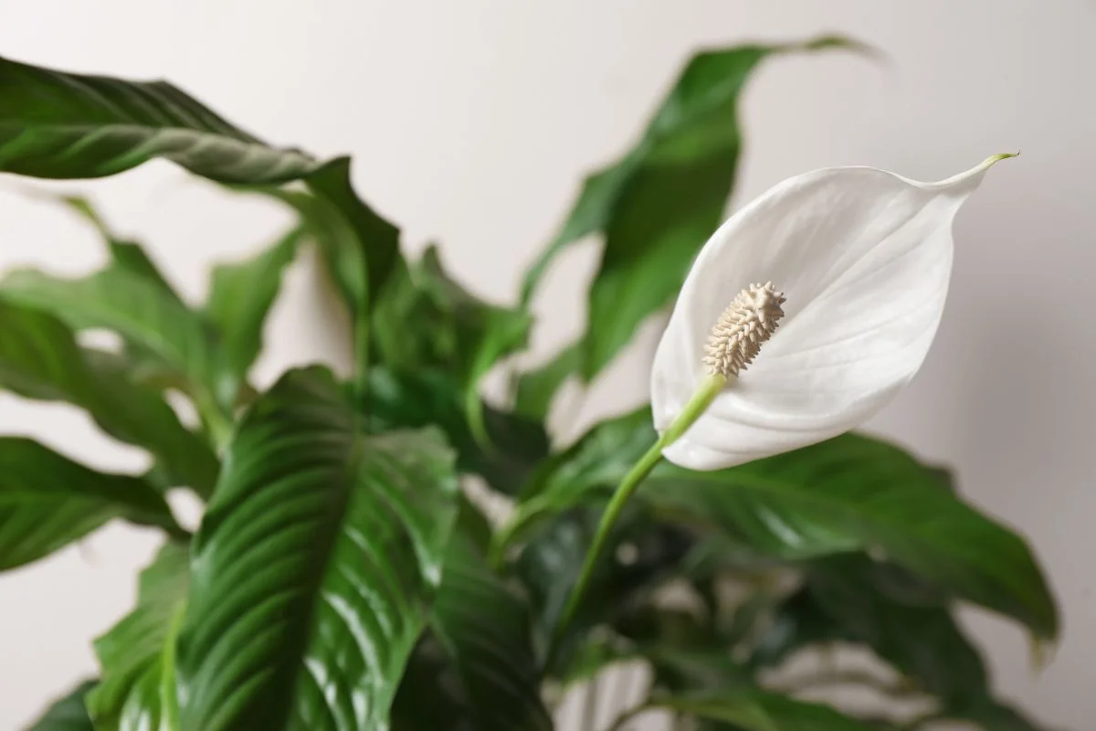 spathiphyllum