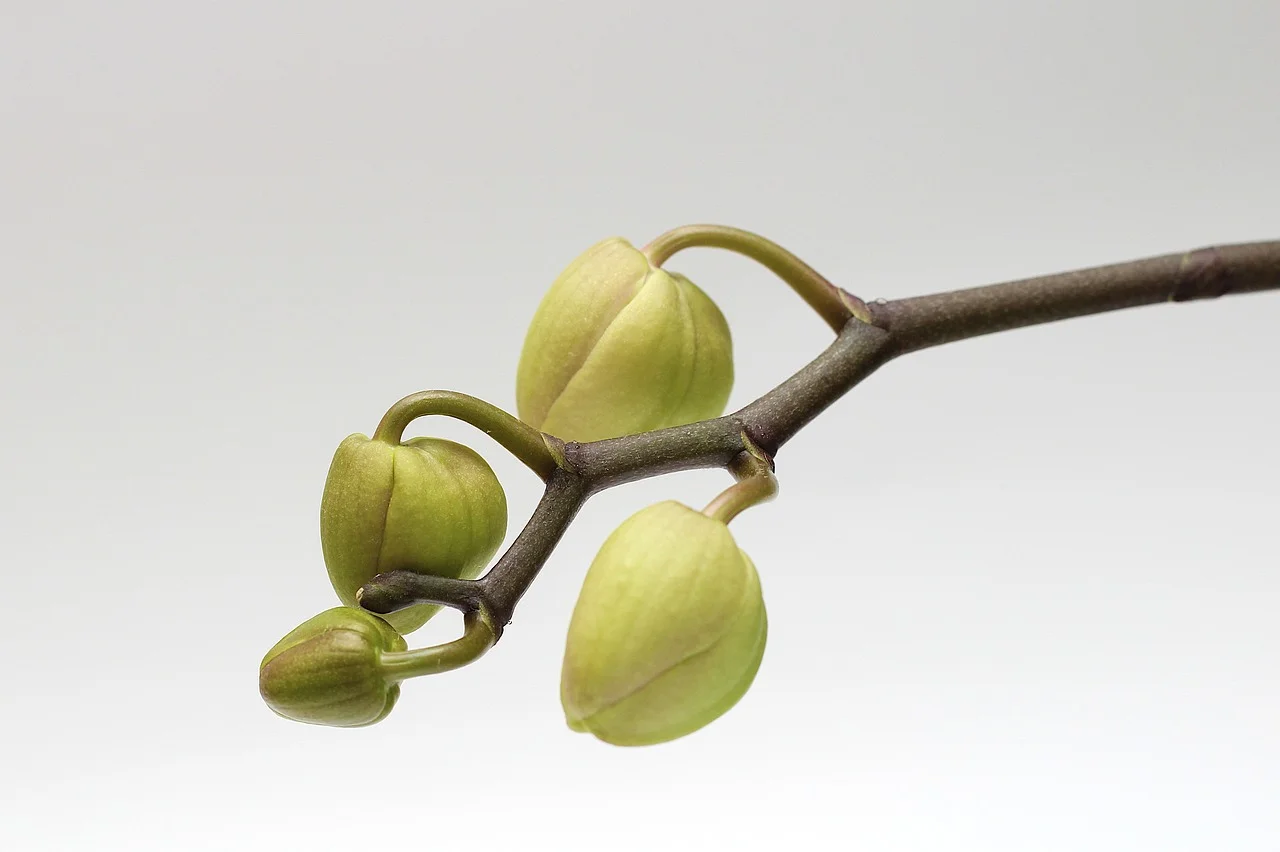 gros plan sur les bourgeons d'une orchidée