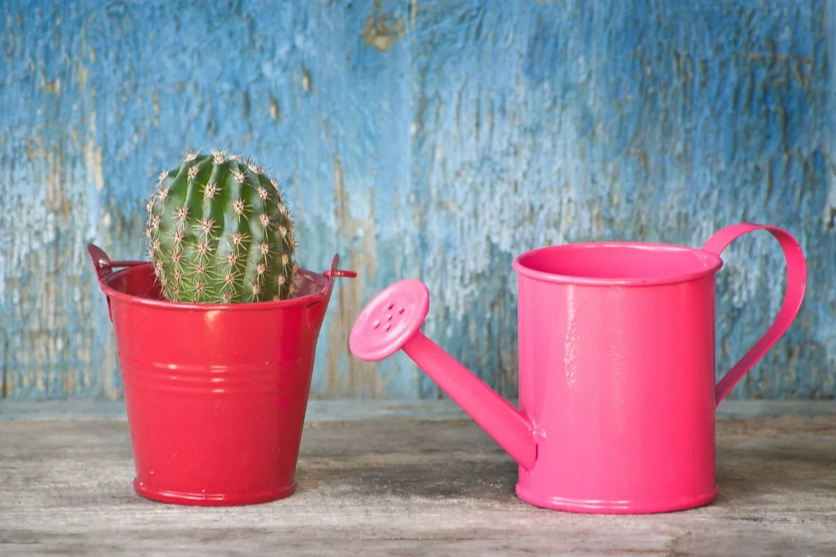 cactus dans un pot et un arrosoir