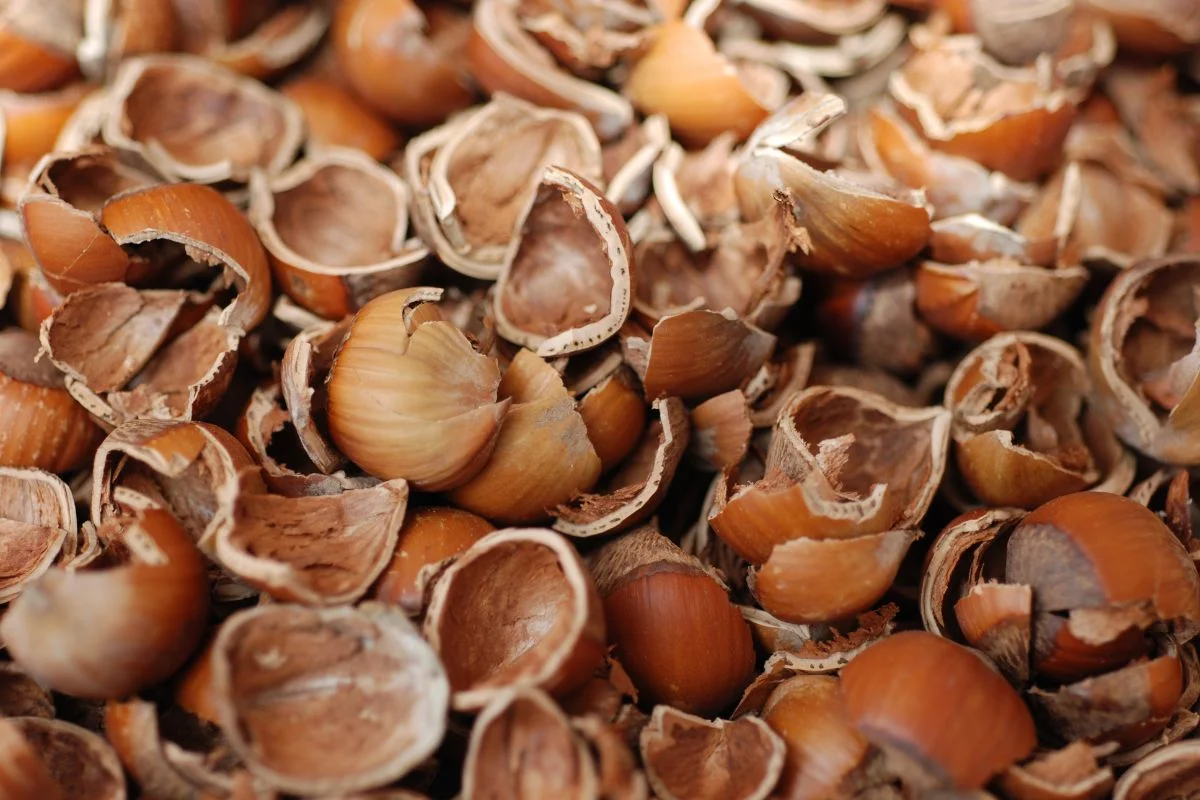 coquilles de noisettes