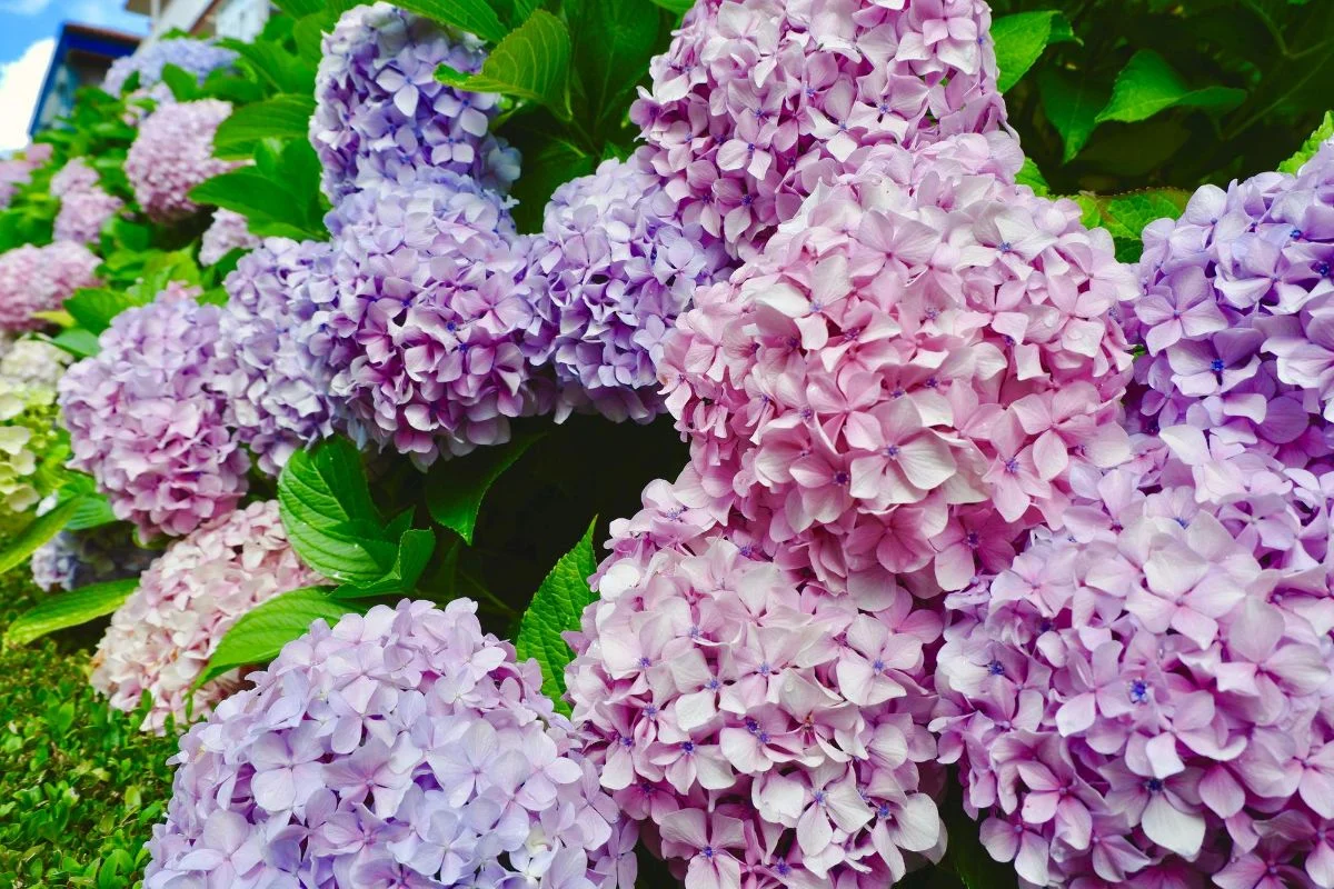 hortensia