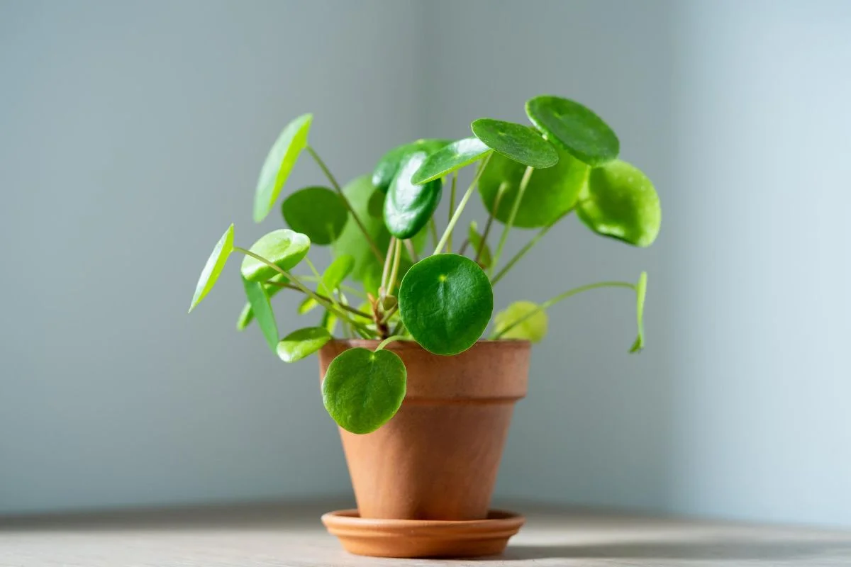 Pilea Peperomioides