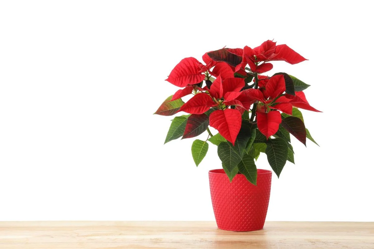 poinsettia en pot