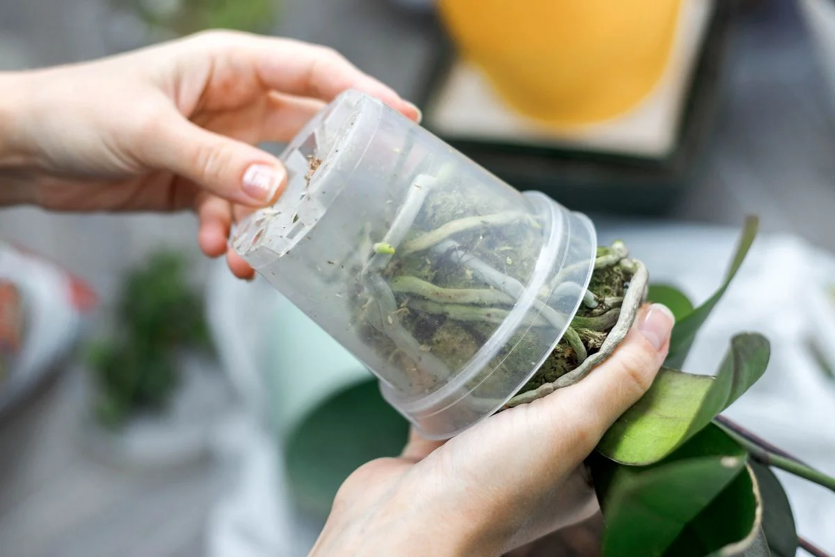 rempotage d'une orchidée