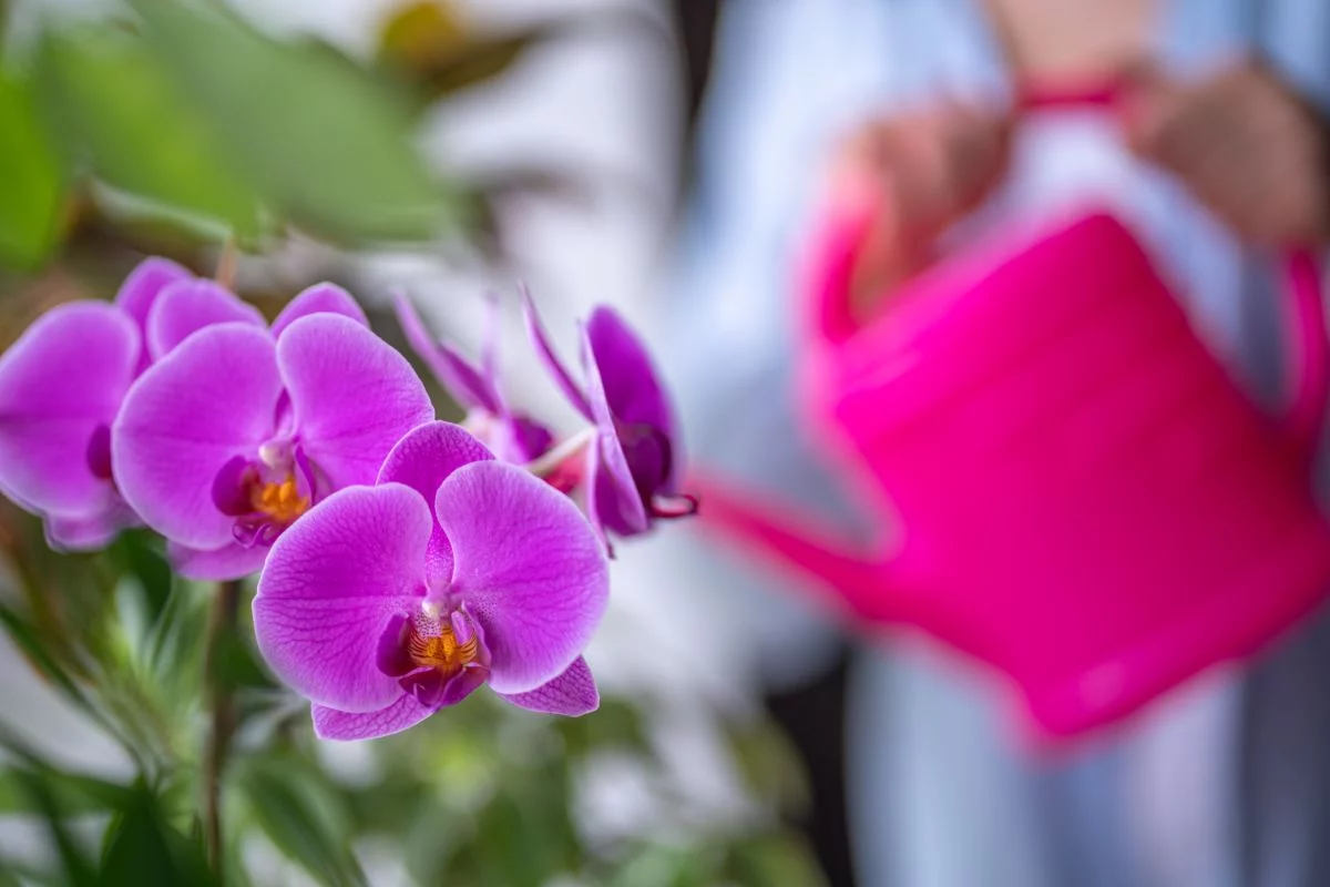 arrosage orchidée
