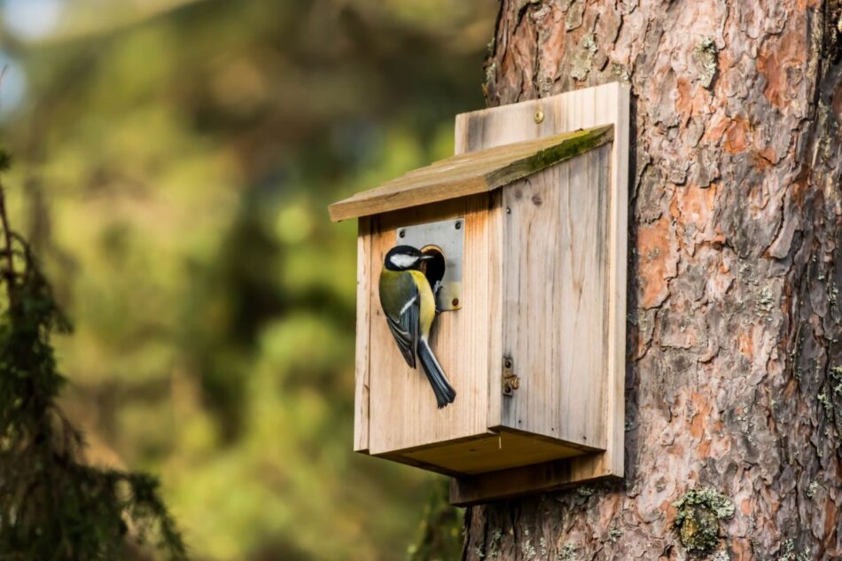 Comment installer un nichoir à oiseaux dans votre jardin