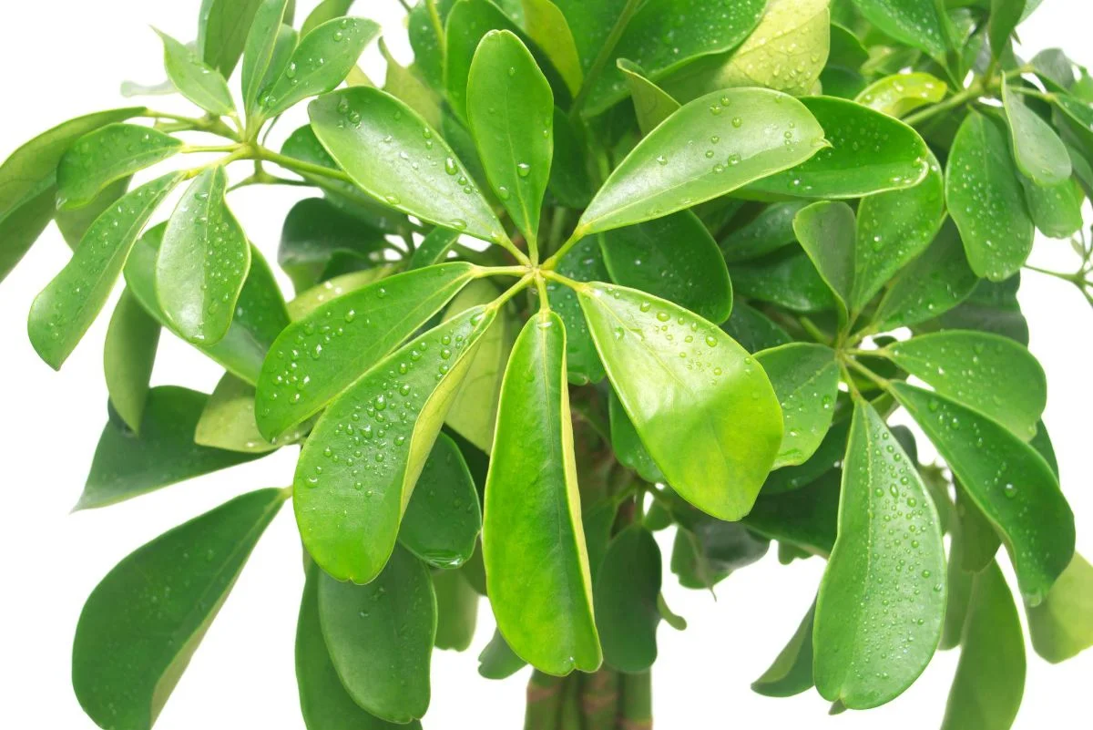 schefflera