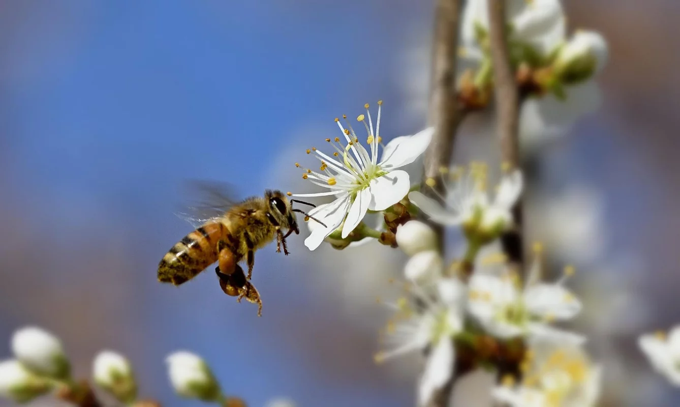 abeille qui butine une fleur d'un arbre fruitier