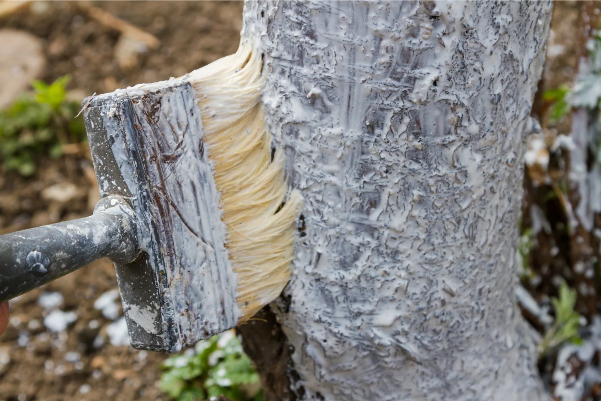 application du lait de chaux avec pinceau sur un arbre fruitier