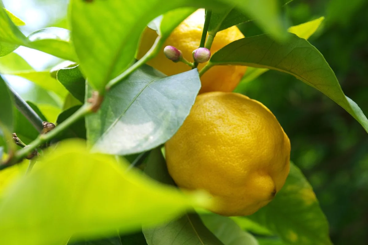 gros plan sur un citronnier avec des bourgeons et des citrons
