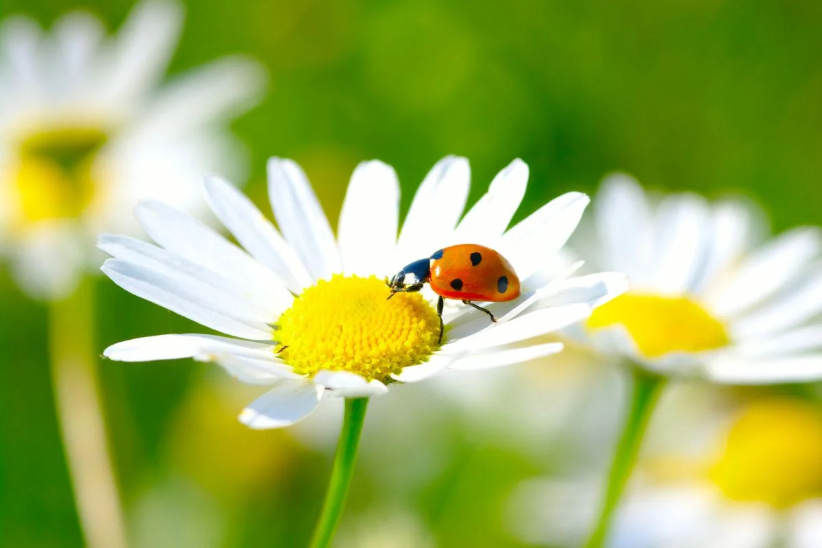 coccinelle sur une fleur