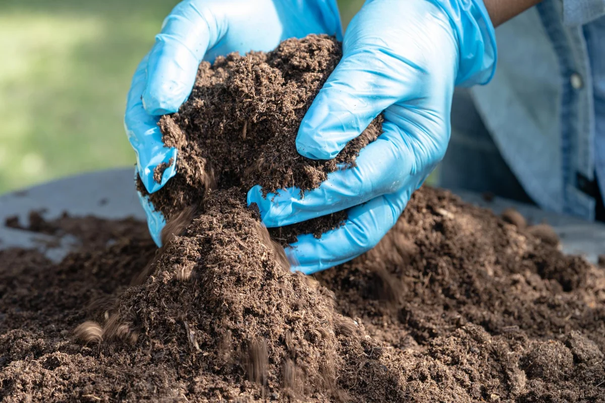 compost à étaler ou enfouir dans le jardin