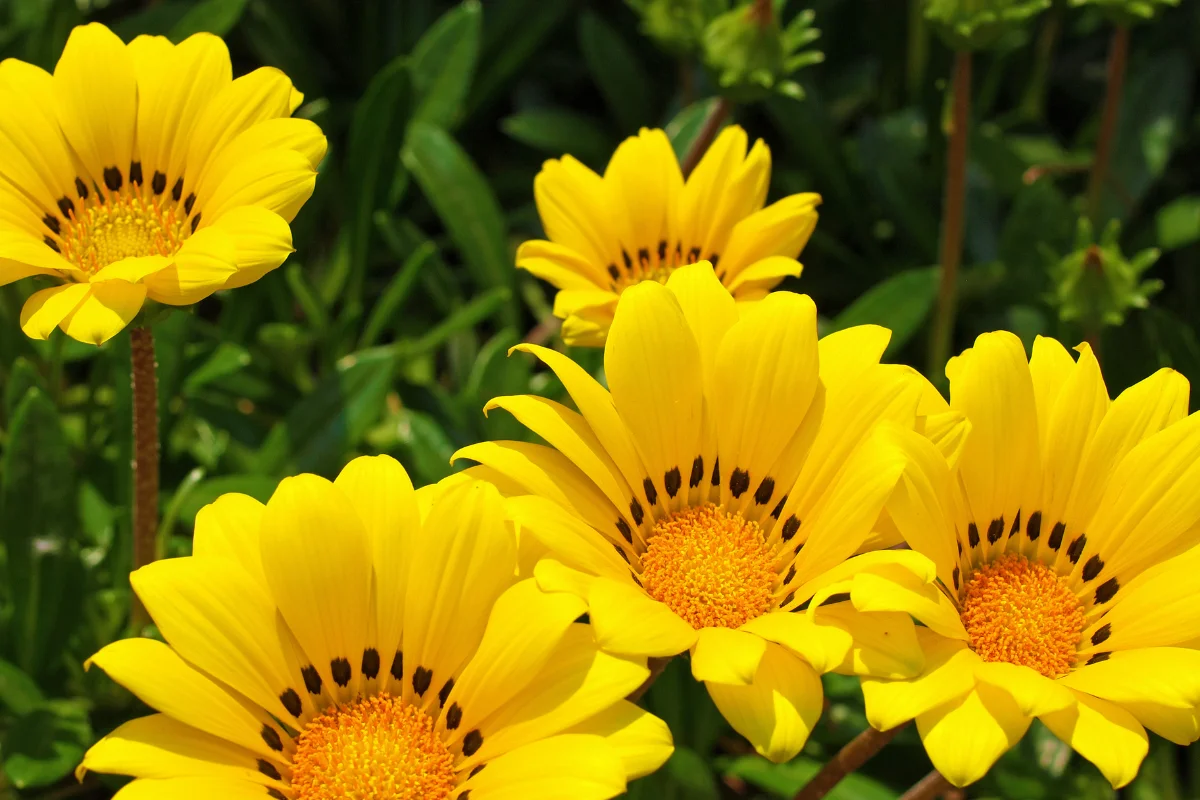 gazania
