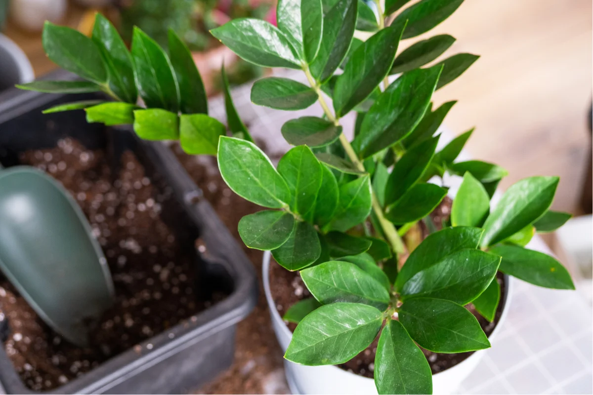 zamioculcas prêt pour le bouturage