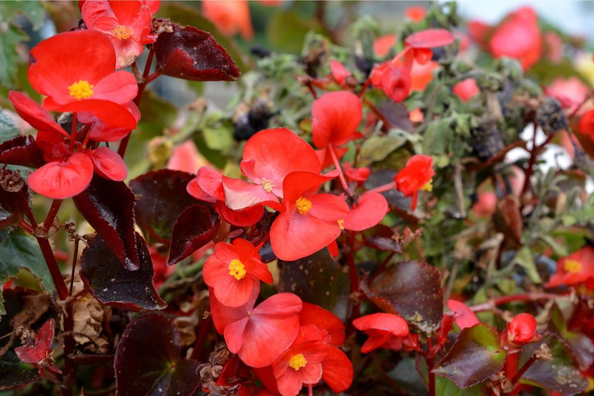 bégonias