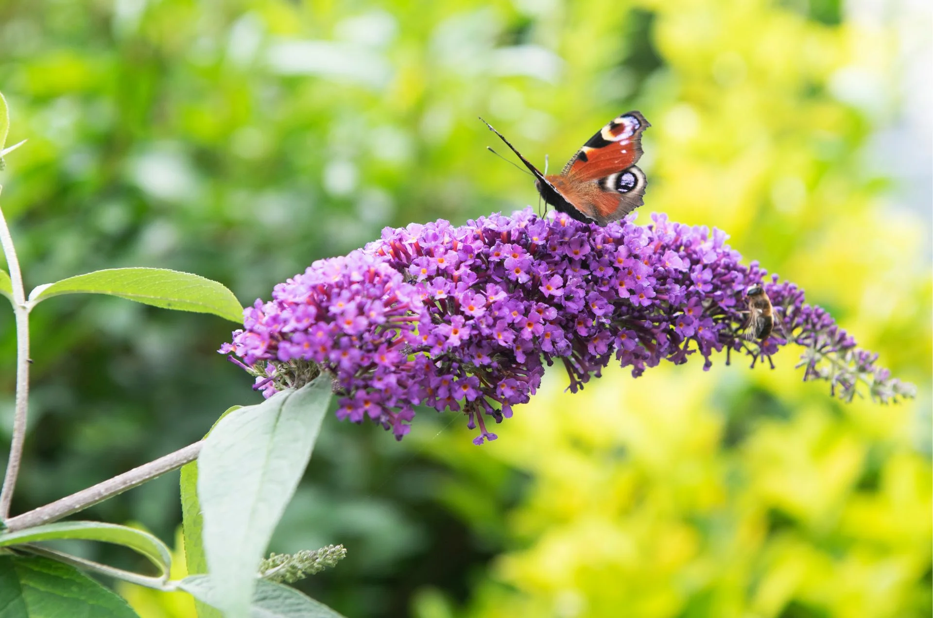 buddleia