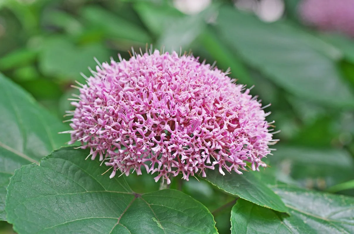 clerodendron