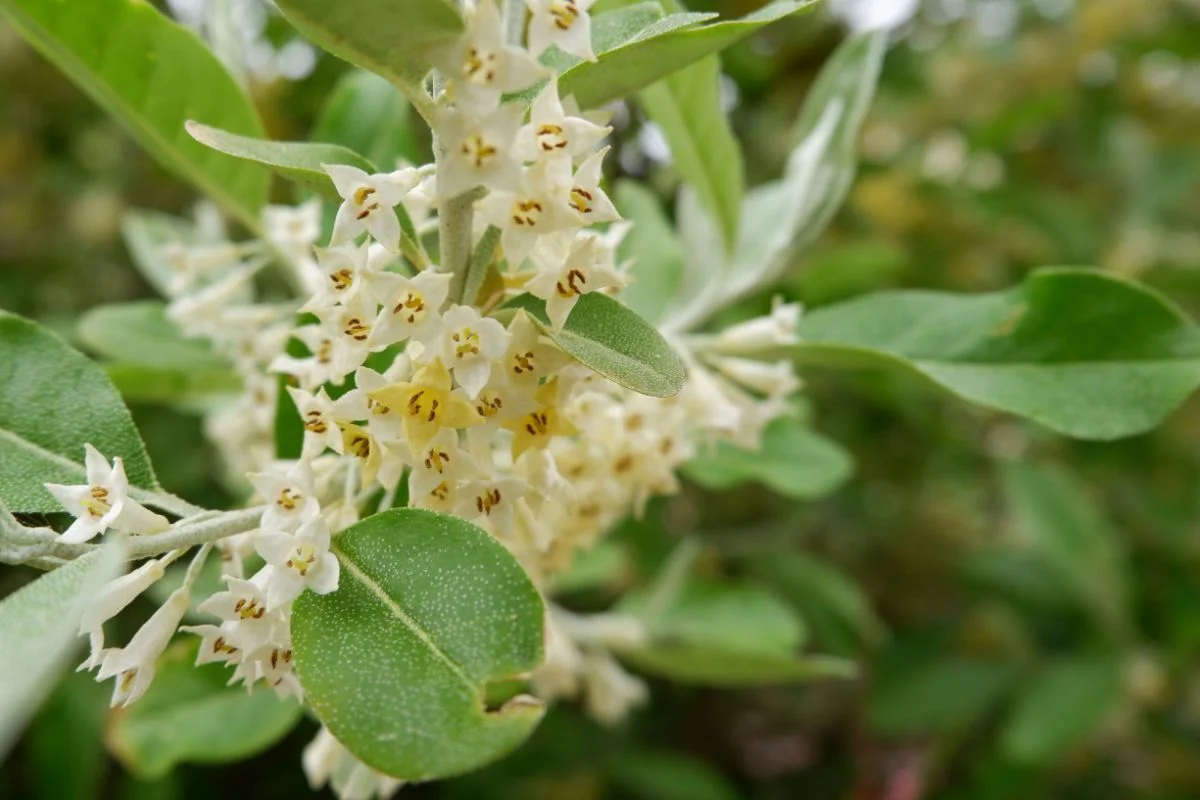 elaeagnus