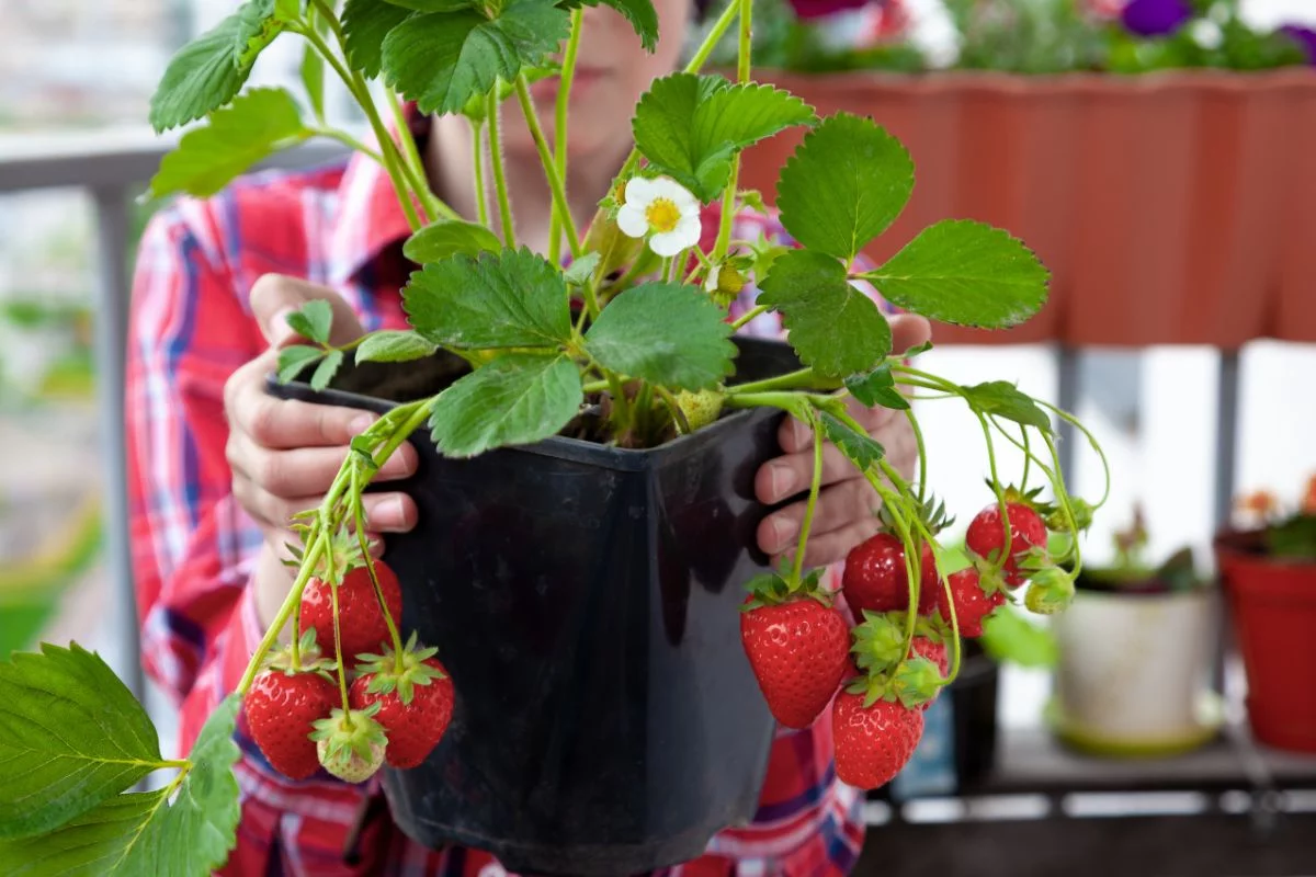 fraisier en pot