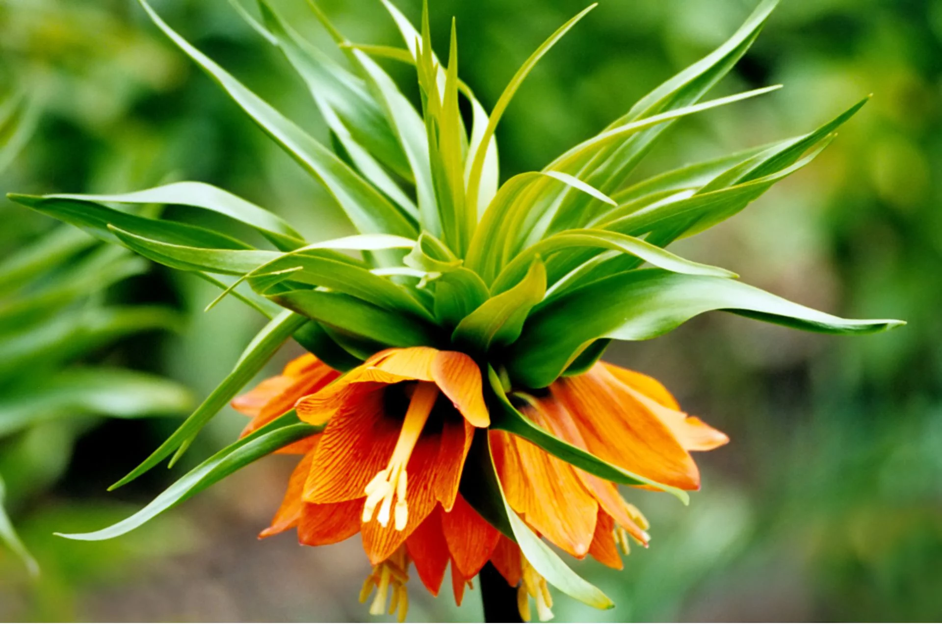 fritillaria imperialis