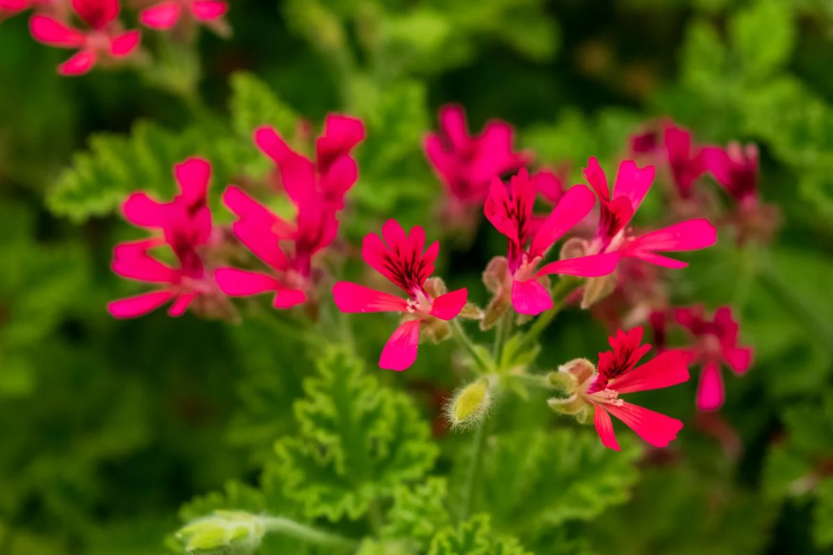 geranium