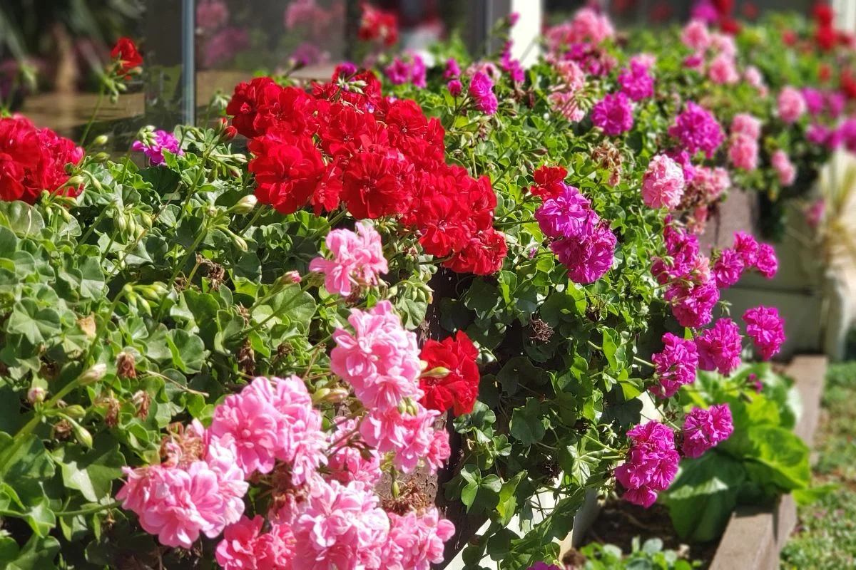 géraniums rouges, roses et violets
