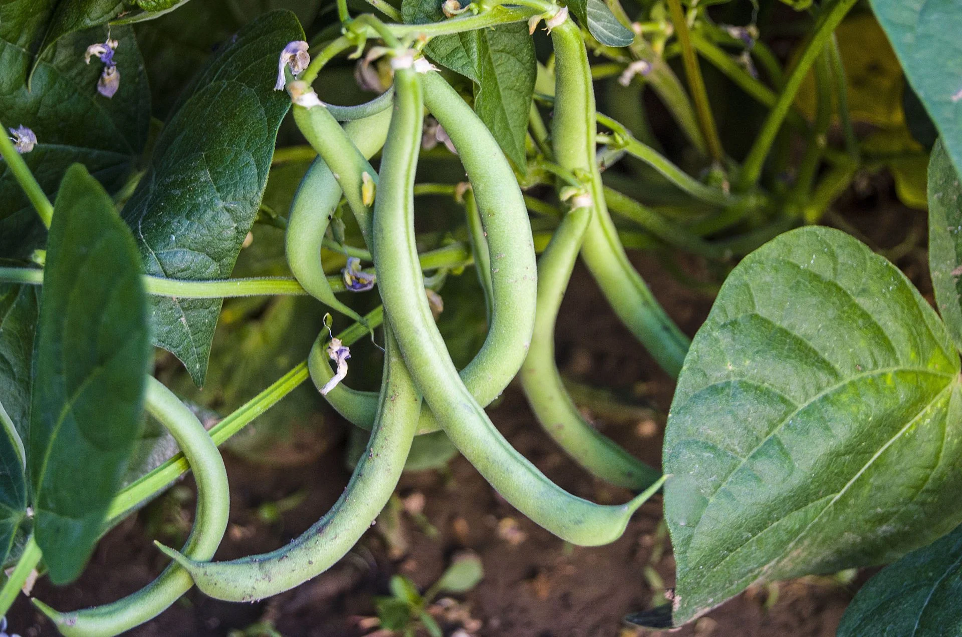 gros plan sur des plants de haricots verts