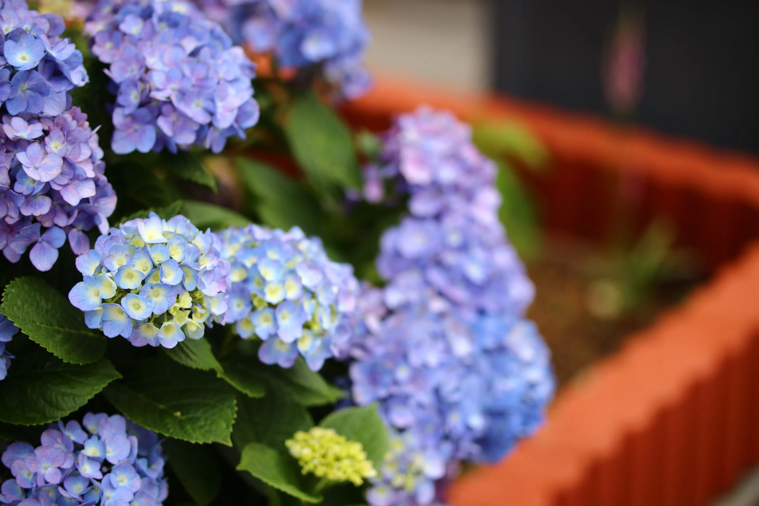 hortensia
