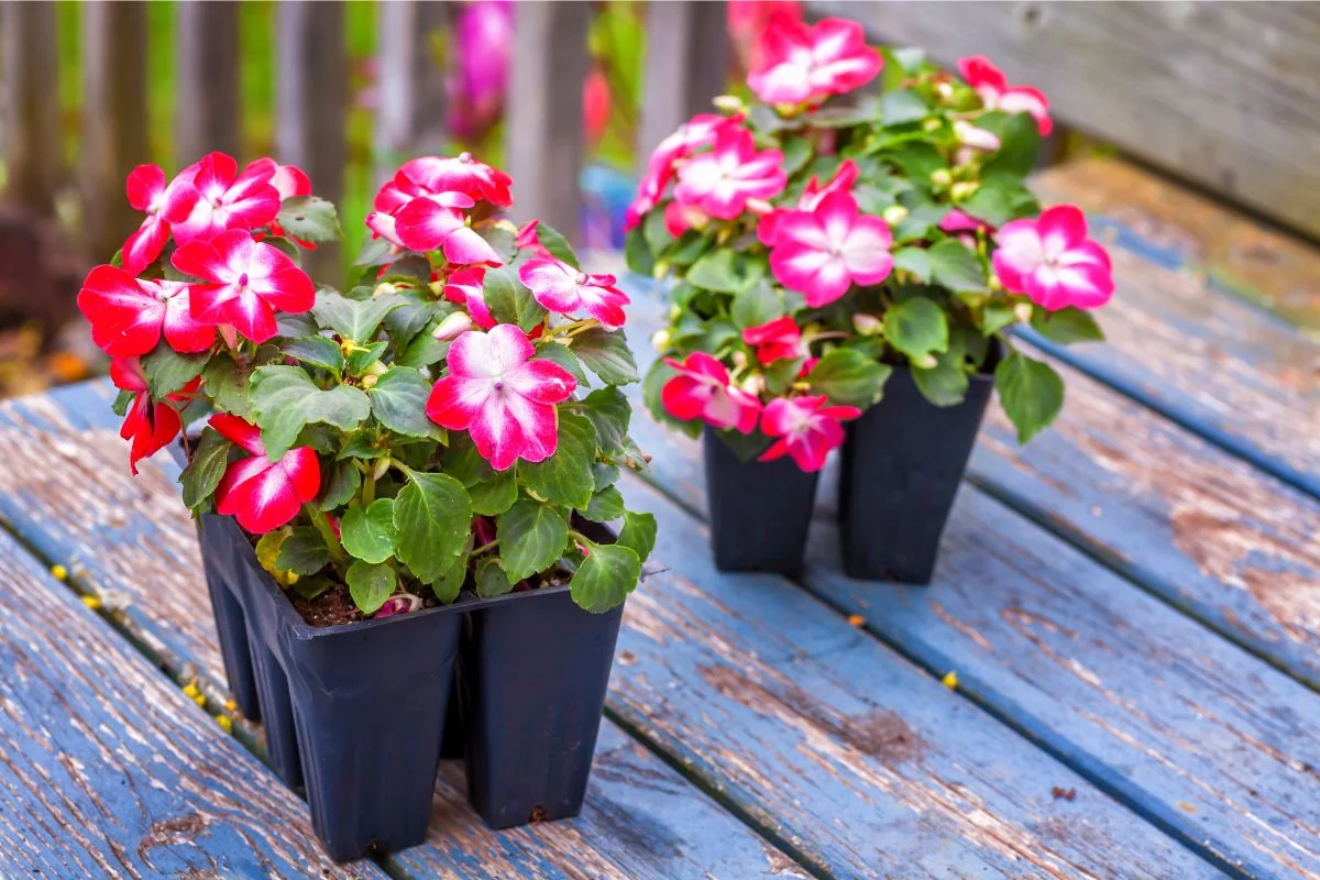 impatiens