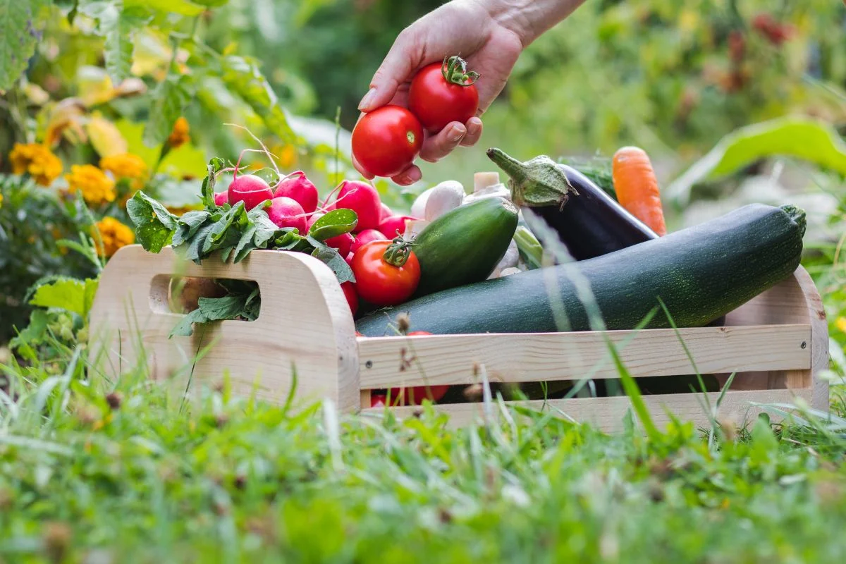 légumes du potager