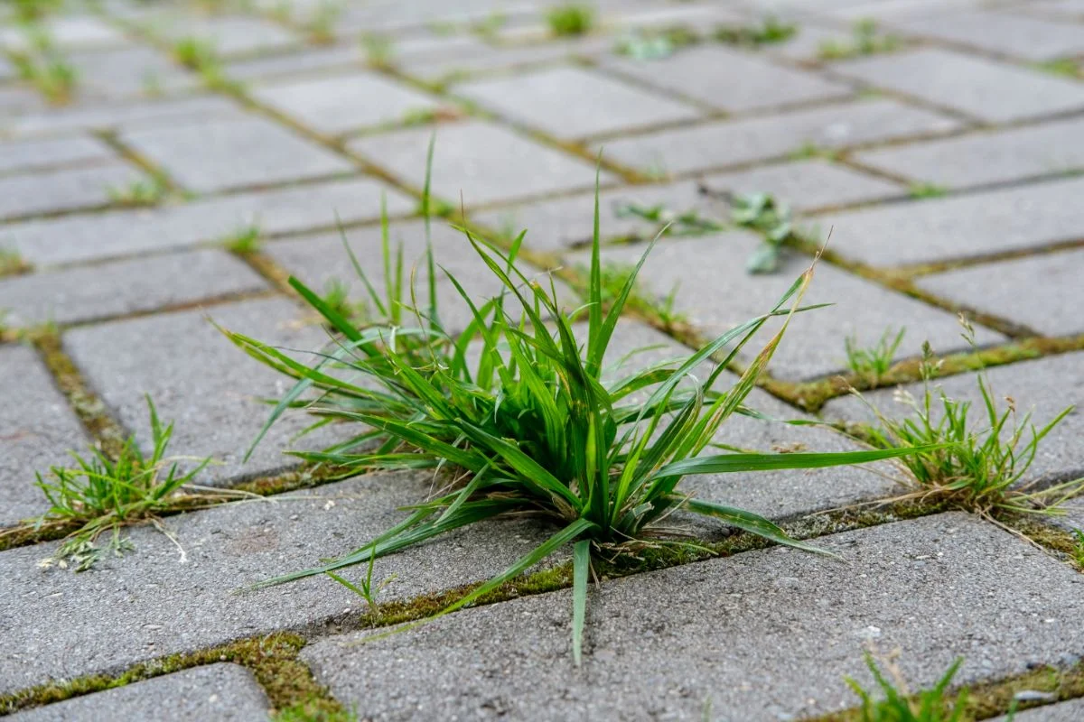 mauvaises herbes sur la terrasse