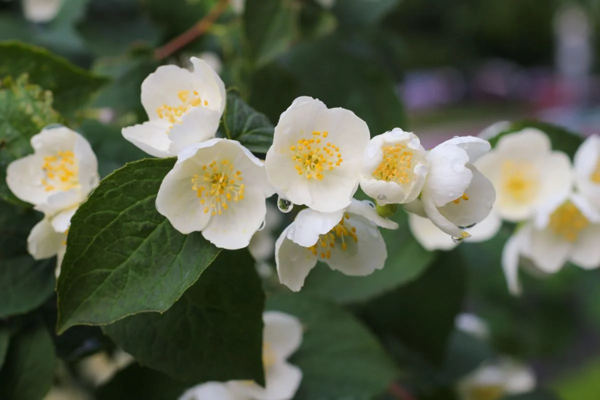 philadelphus