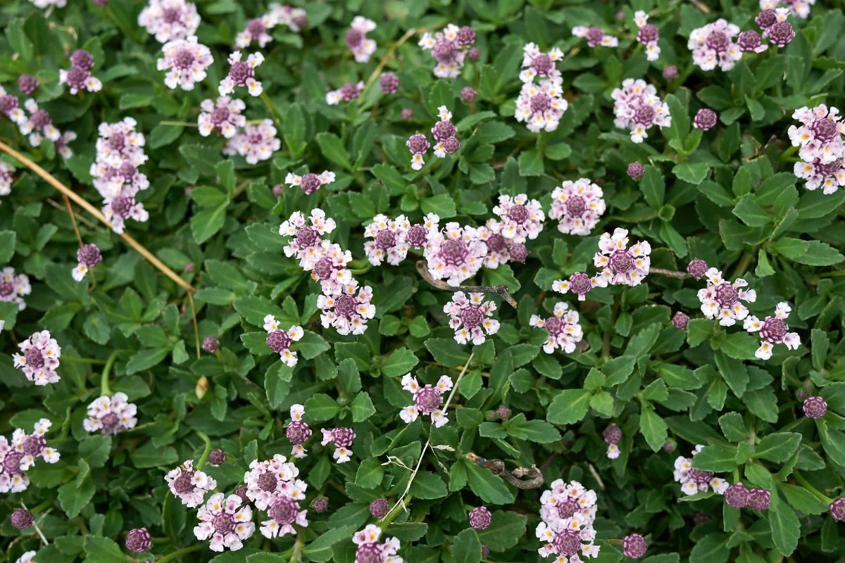 phyla nodiflora