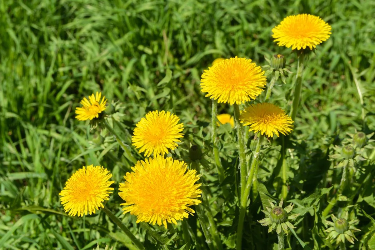 pissenlits dans le jardin