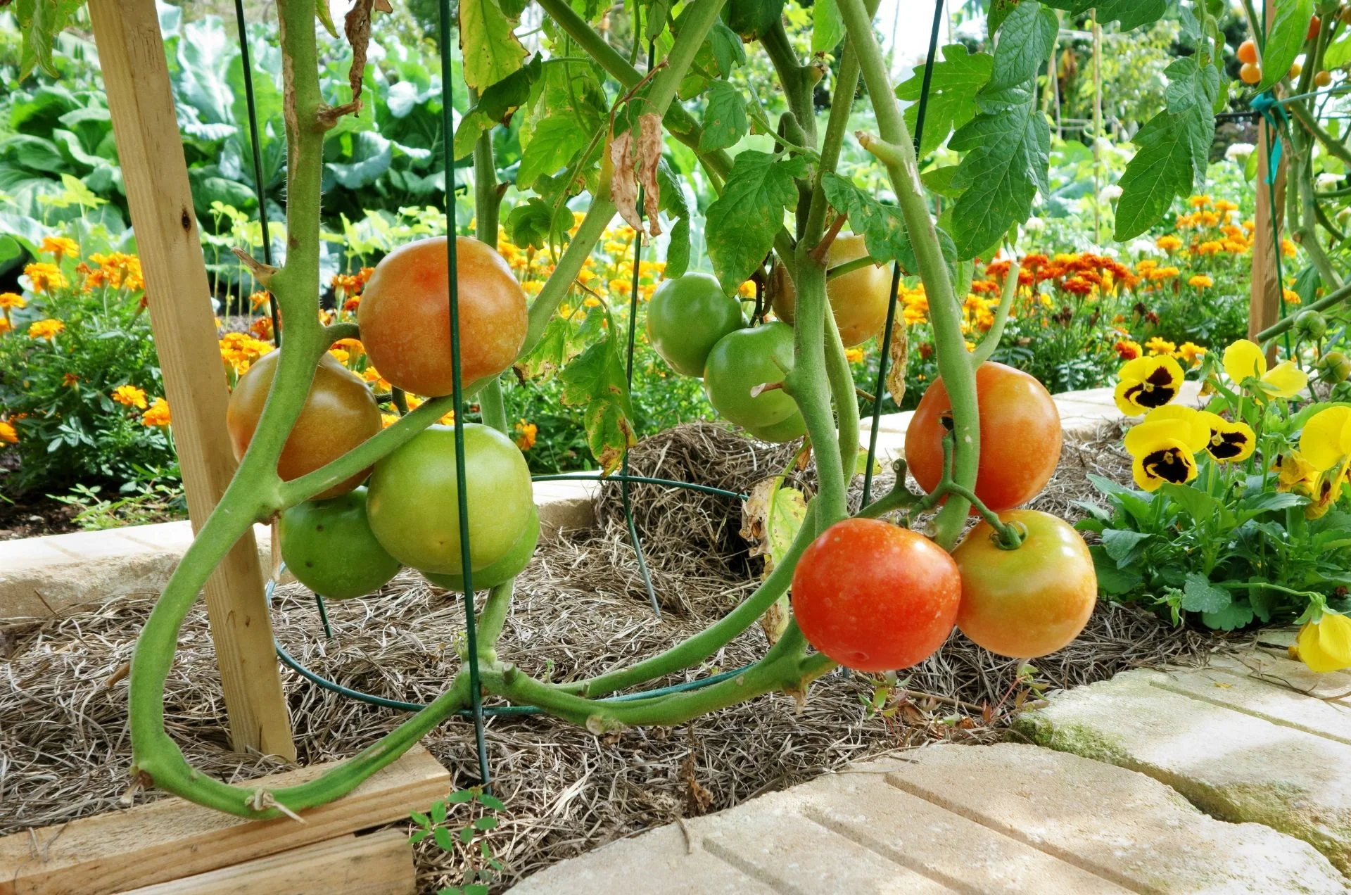 plant de tomates avec des capucines et des oeillets d'inde