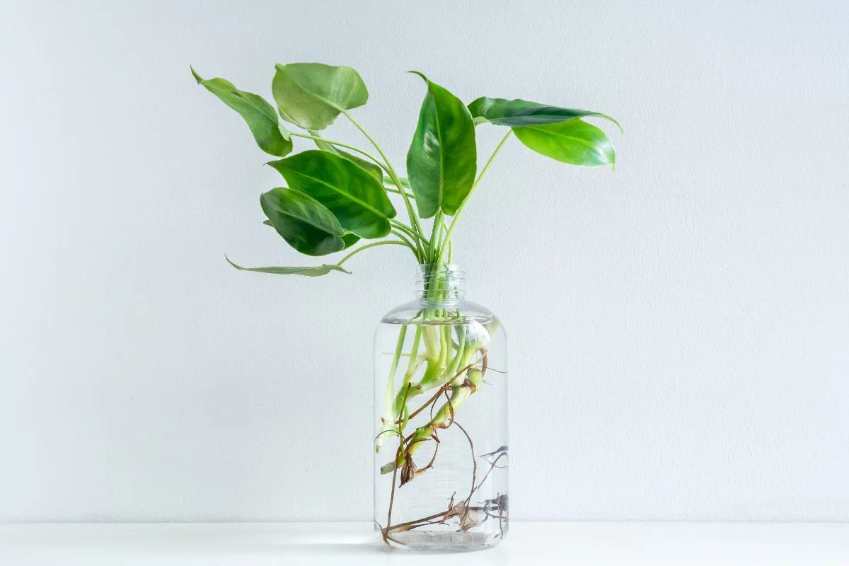 plante qui pousse dans l'eau