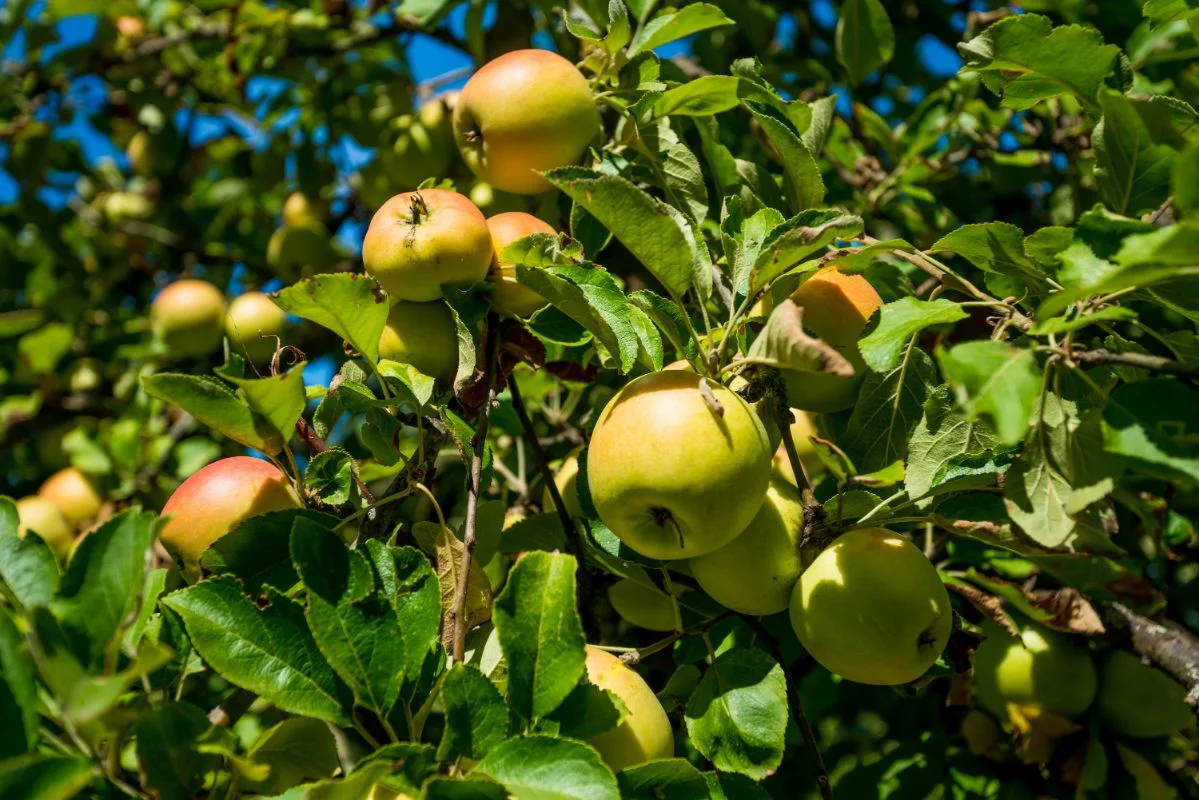 pommier