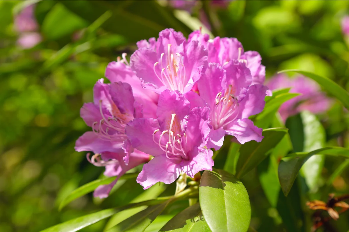 rhododendrons