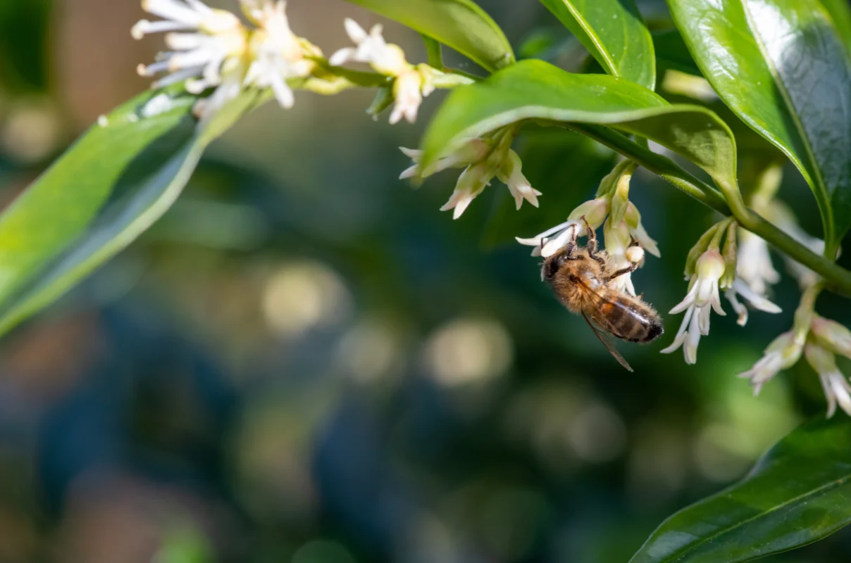 sarcococca