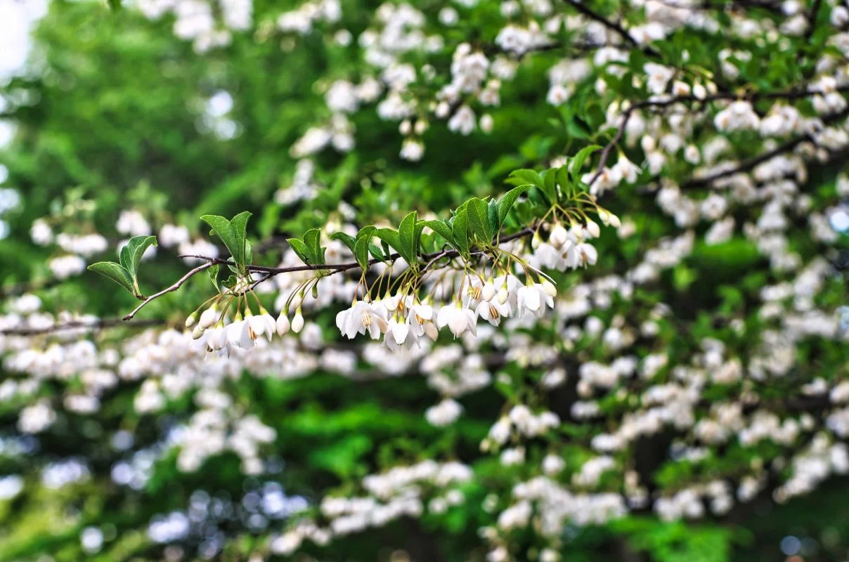 styrax japonicus