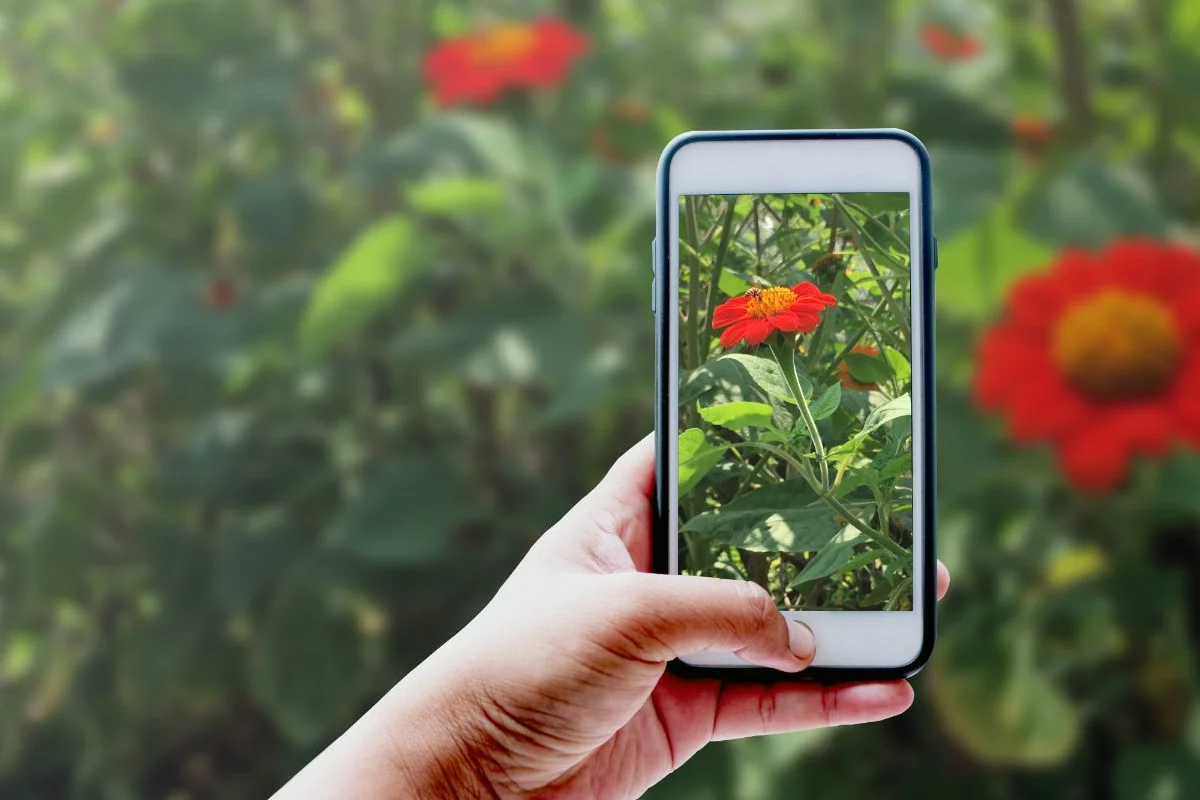 femme qui utilise une application sur son téléphone pour reconnaître une fleur